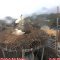 09_20-nest.jpg