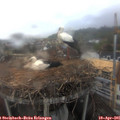 09_25-nest.jpg