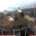 09_30-nest.jpg