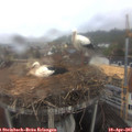 09_35-nest.jpg