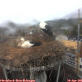 09_40-nest.jpg