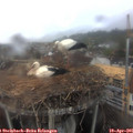09_50-nest.jpg