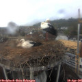 09_55-nest.jpg