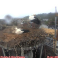 10_00-nest.jpg