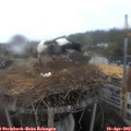 10_05-nest.jpg