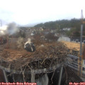 10_10-nest.jpg