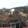 10_15-nest.jpg