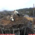 10_20-nest.jpg