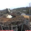 10_25-nest.jpg