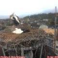 10_30-nest.jpg