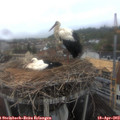 10_35-nest.jpg