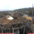 10_40-nest.jpg