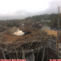 10_45-nest.jpg