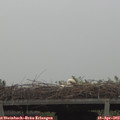 10_50-mast.jpg