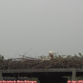 11_00-mast.jpg