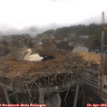 11_00-nest.jpg