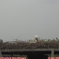 11_05-mast.jpg