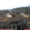 11_05-nest.jpg