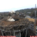 11_10-nest.jpg