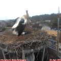 11_15-nest.jpg