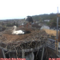 11_20-nest.jpg