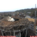 11_25-nest.jpg