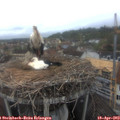 11_35-nest.jpg