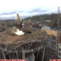 11_40-nest.jpg