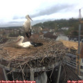 11_45-nest.jpg