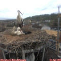 11_50-nest.jpg