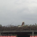 11_55-mast.jpg