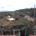 11_55-nest.jpg