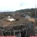 12_00-nest.jpg