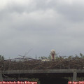12_05-mast.jpg