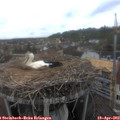 12_05-nest.jpg