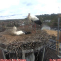 12_10-nest.jpg