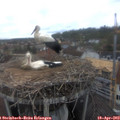 12_20-nest.jpg