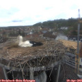 12_25-nest.jpg