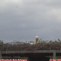 12_30-mast.jpg