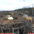 12_35-nest.jpg
