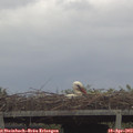 12_40-mast.jpg