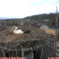12_40-nest.jpg