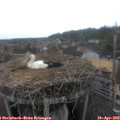 12_45-nest.jpg