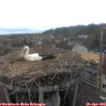 12_50-nest.jpg