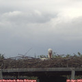12_55-mast.jpg