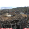 12_55-nest.jpg