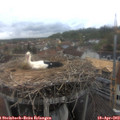 13_00-nest.jpg