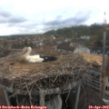 13_05-nest.jpg