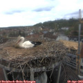 13_10-nest.jpg