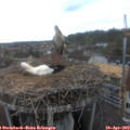 13_15-nest.jpg